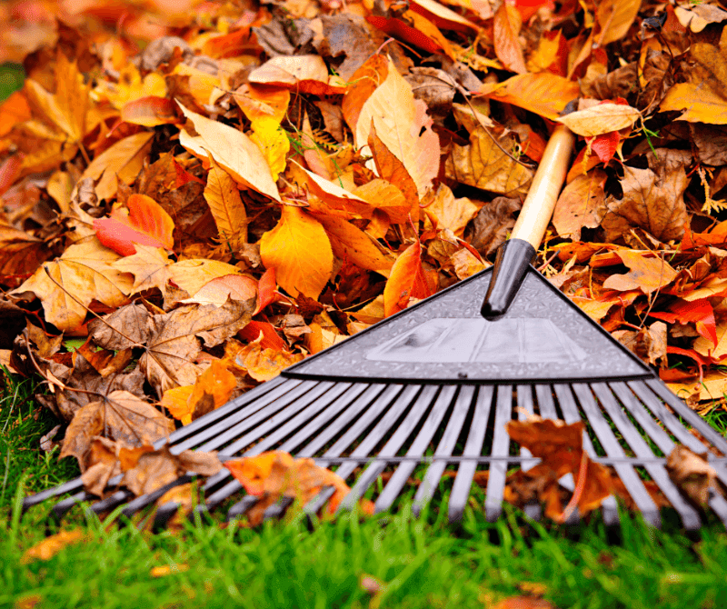 a rake above orange fallen leaves