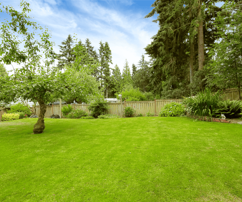 backyard in summer