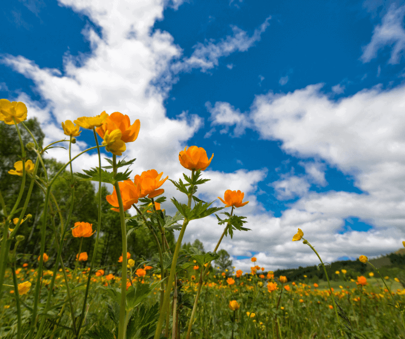 orange flowers in spring