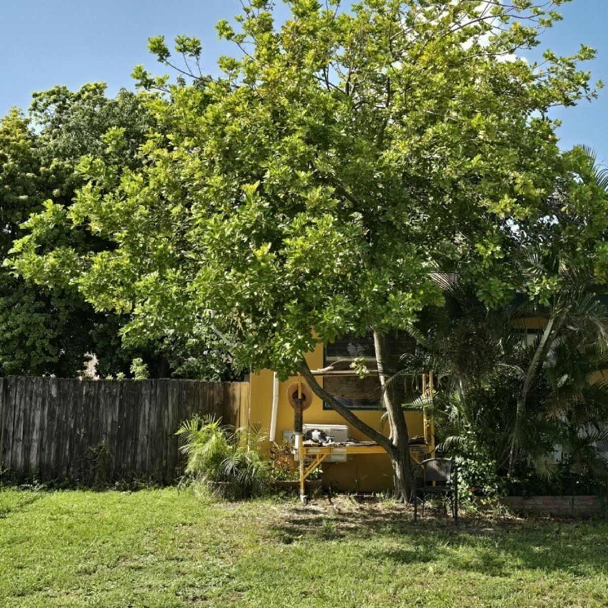 Tree Removal in Pembroke Pines | Remove Unwanted Trees in Your Property Today!